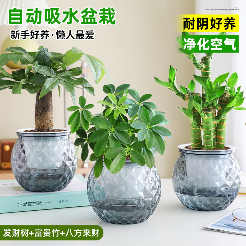 [부자 패키지] 돈나무 + 행운의 대나무 + 사방에서 오는 부