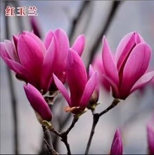 庭院别墅玉兰花树苗盆栽紫红白黄玉兰娇红耐寒四季花卉景观树植物