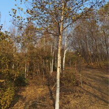 ט @־Gֲט AԭľΘG טС