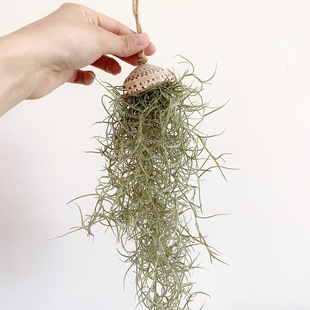 �՚�G�}�P�� ����ϵ����������}�ڒ��҃ȃ����՚�����ȩ