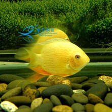 金菠萝喷点菠萝鱼肯梅塔热带鱼活体水族宠物鱼淡水中型鱼活体鱼苗