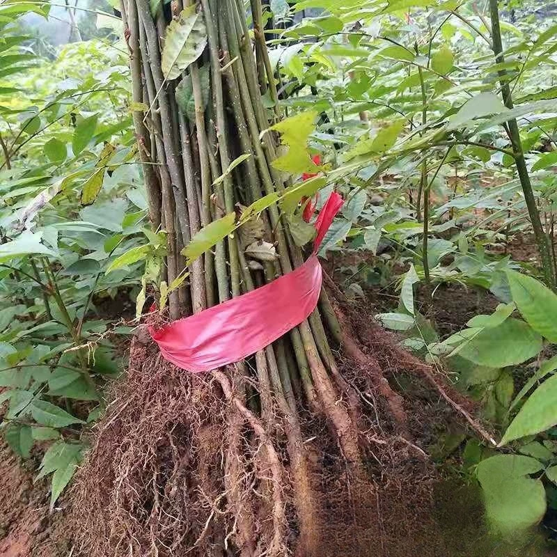 База Оптовые поставки Облесение Рассада Cyclocarya Paliurus Рассада Происхождение Льготная цена Ландшафтный дизайн Рассада