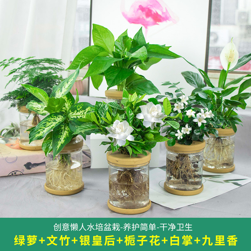 Plantas hidropónicas en maceta de flores de oficina de flores pequeñas plantas verdes en todas las estaciones, fácil de cultivar plantas en maceta de agua suculenta.