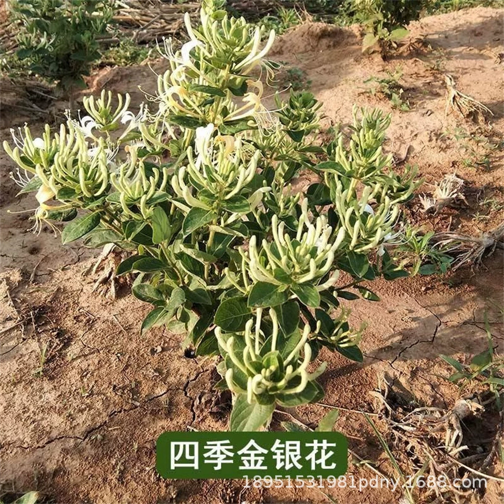 Рассада жимолости вьющаяся лоза растение Four Seasons дикая посадка рассада красная жимолость крытый балкон цветы в горшках