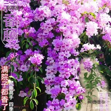 l爬藤植物蒜香藤花苗紫铃藤盆栽四季开花庭院攀援耐寒耐热麦太保