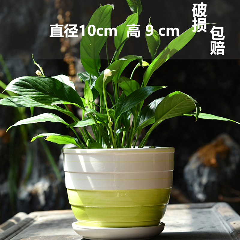 세라믹-싱글 스몰 사이즈 시원한 여름-라지