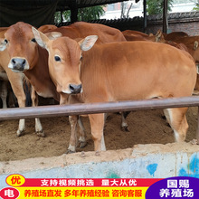 肉牛犊养殖场鲁西黄牛牛犊大量批发鲁西黄牛牛苗