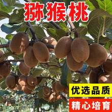 JҷN JҘN tīJ tJ 殐