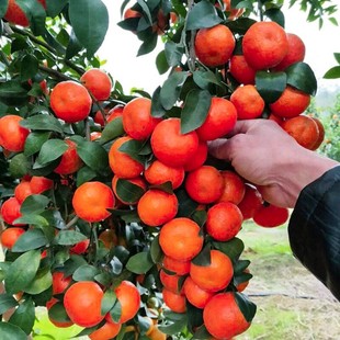 ���Ә�����������Ϸ������Nֲ���Ә���̽۹������޽����Ә���