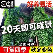 爬山虎树苗爬藤不落叶庭院藤蔓植物三五叶爬墙虎草种籽子攀爬特价