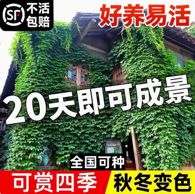 爬山虎树苗爬藤不落叶庭院藤蔓植物三五叶爬墙虎草种籽子攀爬特价