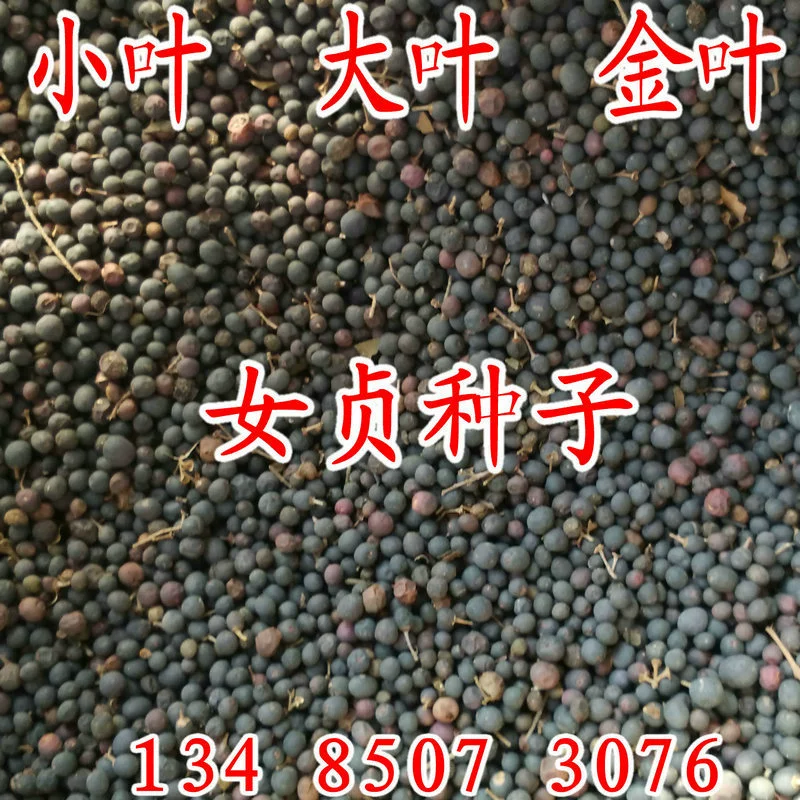 Свежесобранные семена крупнолистного лигустиума, золотистого лигустиума, мелколистного лигустиума, зеленых растений-изгородей, высоких и быстрорастущих семян лигустиума.