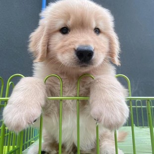 ���N��ëȮ���w������Ȯ���B����Ȯِ���pѪ�y��Ǽܽ�ë��Ȯ