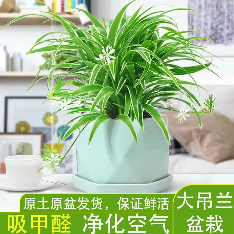Пномпень хлорофит цветочное растение в горшке комнатное цветочное растение балкон очищенный воздух до формальдегида зеленое растение гидропонное подвесное