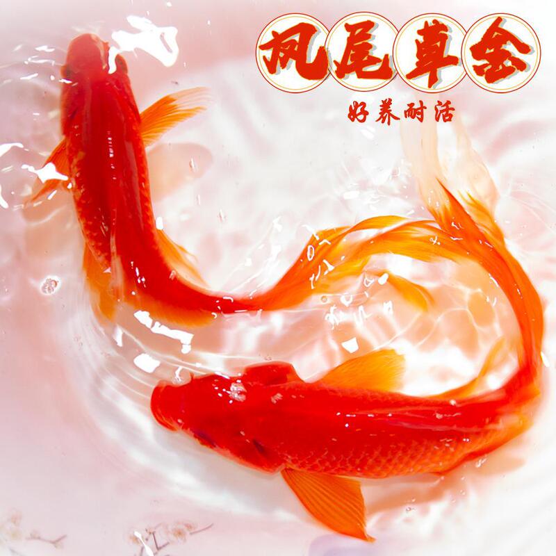 Grass Goldfish Live Fish Winter Cold Water Ornamental Fish Easy to Maintain and Live Tap Water Long Tail Big Red Grass Novice Koi Fish Fry