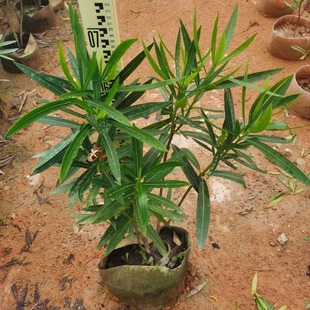 ��ɽ�� ���ع����G��������A���һ��������Ի���ͥԺ�h��Ժ��