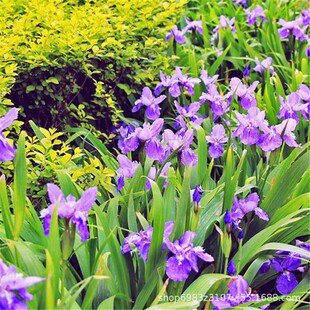 �{���Sβ�N���{�������񻨵��Sβ�Sβ��������N���͝�����޸�