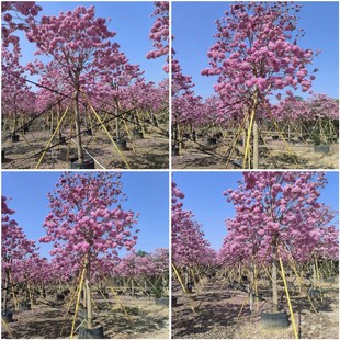 ��t�L�ľ15-16cm �^����ľ�ۻ����ľ �ѻ��L�ľ ������ľ