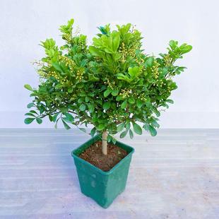 Milan Flower Potted Flower Plant Indoor Flower Seedlings Strong Fragrance All Year Round Blooming Buds Purify the Air Balcony Green Plants