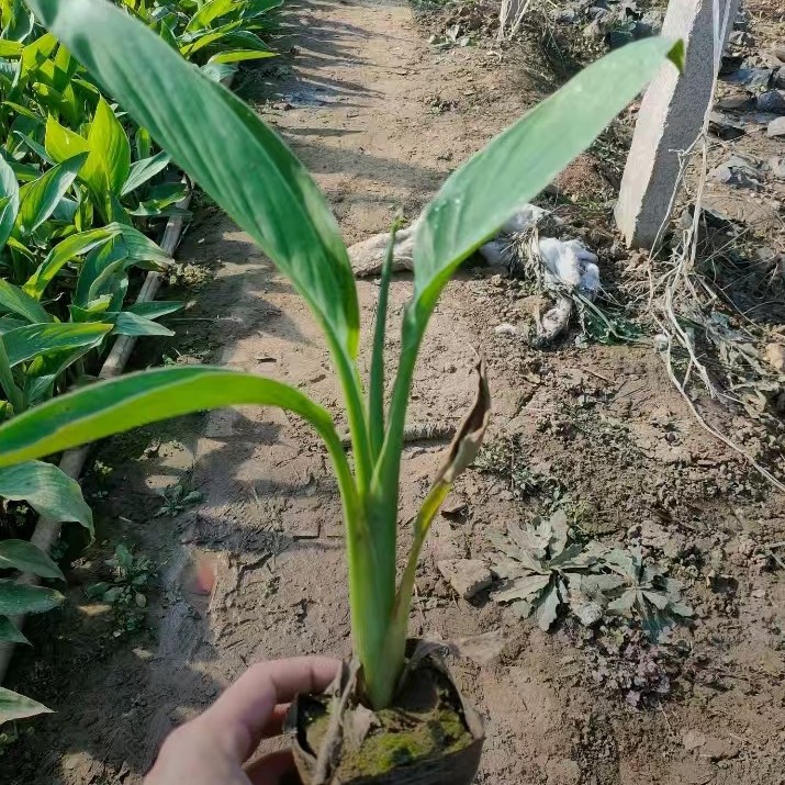 水生美人蕉袋苗盆栽苗室内阳台湿地好养花卉植物庭院四季开花绿植