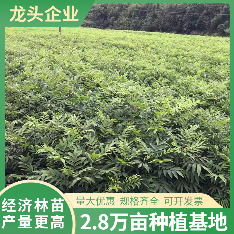 无患子果树苗庭院地栽园林绿化苗木基地四季常青树木工程乔木