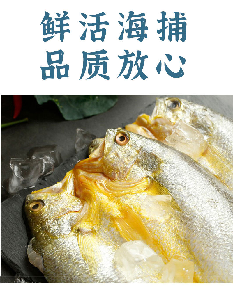 大黄鱼---副本_04