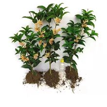 �𻨘����ļ������ԝ������҃��̨ͥԺ���B�_����ֲ��������