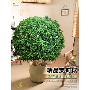 �����������Ԙ����Ϙ��Gֲ�҃ȴ������k�����������ֲ���ļ����B