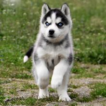 纯种哈士奇活体幼崽二哈幼犬三把火宠物狗狗活体雪橇犬家养中型工