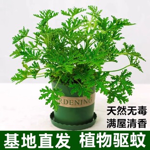 ��ò������҃���������С�Gֲ����ͥԺ���~���ÿ����ܷ����xֲ��