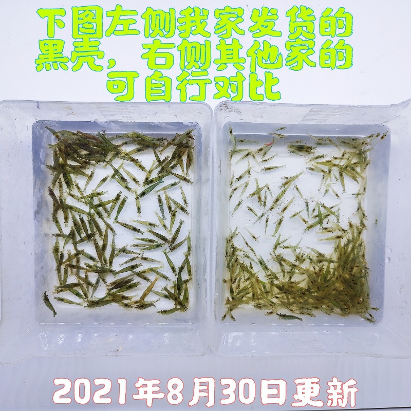 黑壳虾除藻虾鲜活观赏虾清洁草虾淡水虾活体樱花虾活虾耐活冷水虾
