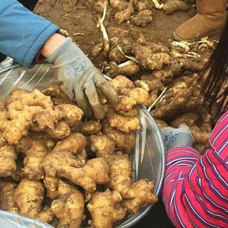 生姜四川现挖小黄姜新鲜月子姜原始点老姜1-8斤装一件批发厂家