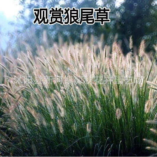 Семена сетария декоративные семена Pennisetum засушливых земель обыкновенных Руй травы пустыни гибридные семена травы защита от склонов семена травы