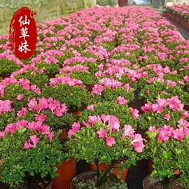 宿根花卉;一二年生花卉;灌木