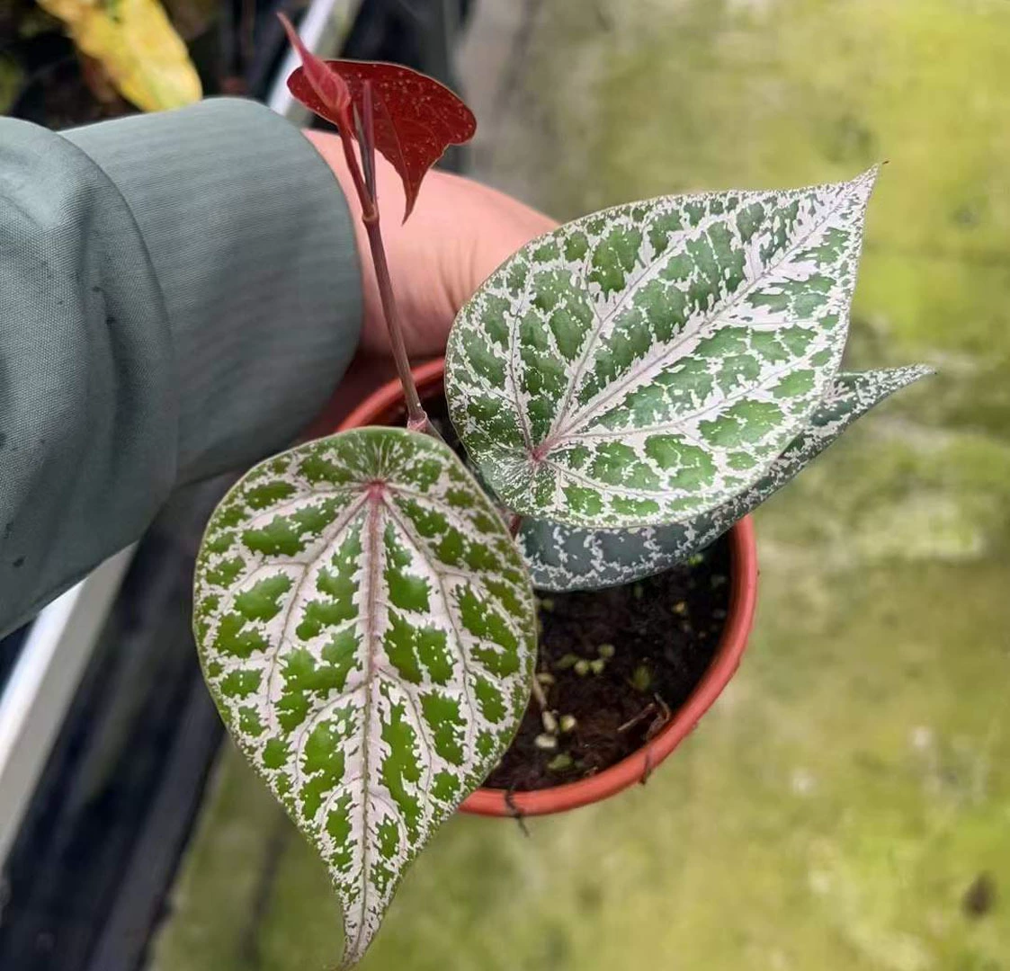 [Базовые прямые поставки] Чистые красные растения Наблюдение за листьями Маленькие цветы в горшках Домашние цветы Зеленые растения 120 Великолепный перец