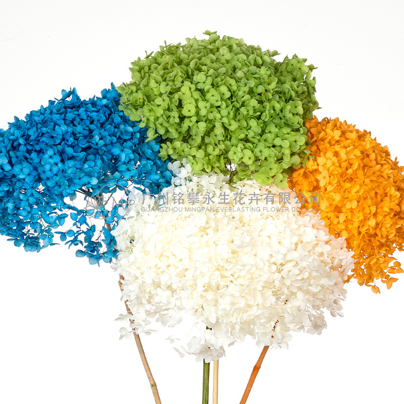 【天然迷雾绣球花】永生花干花安娜绣球小叶绣球婚庆diy材料批发