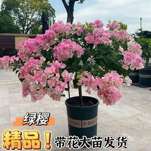 ����÷�����ļt������ֲ�ﰫ���ذ��ļ��G�̨�����ͺ��Ϙ������l