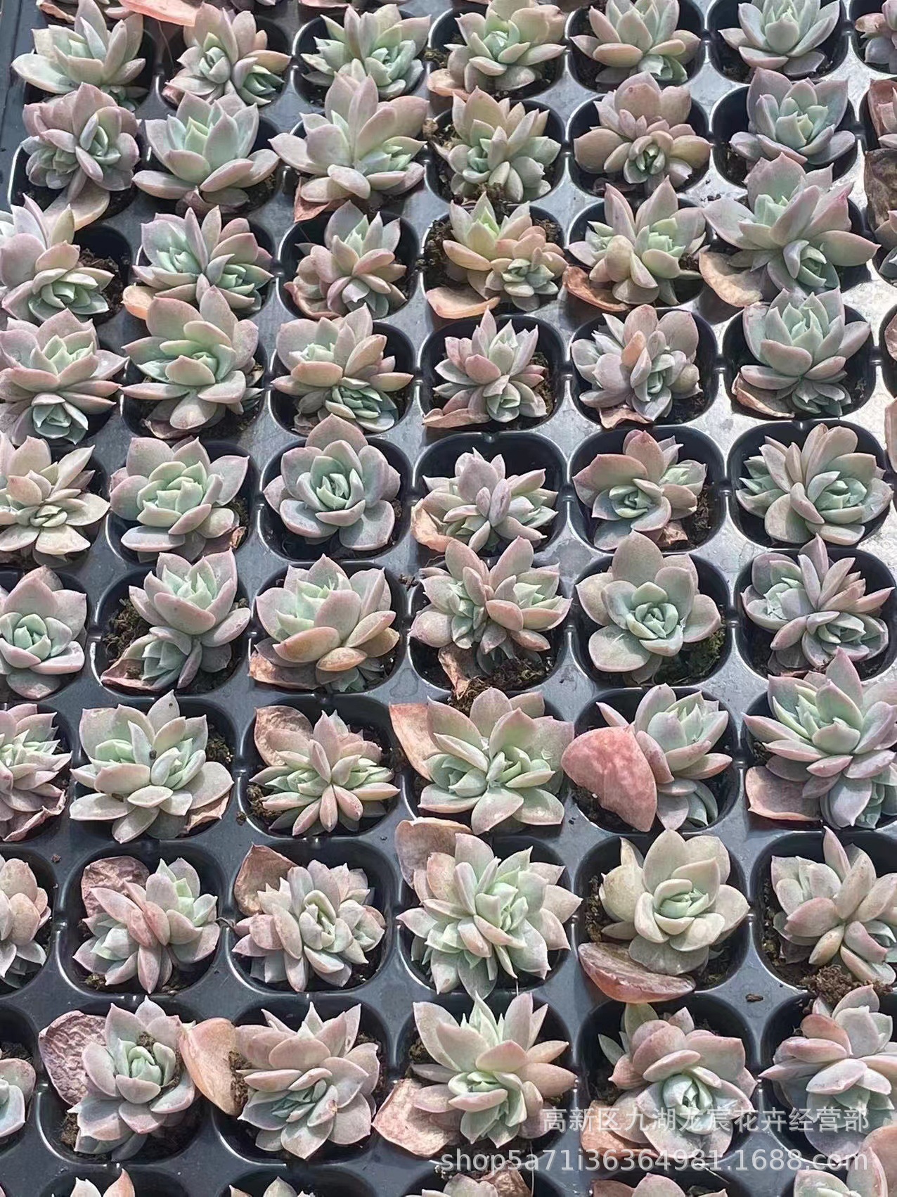 多肉植物图片：捕捉大自然的艺术之美