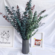 干花花束云南永生花批发 永生尤加利叶 桉树叶永生花 铜钱桉