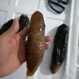 其他水产加工;海参;鱼胶/花胶