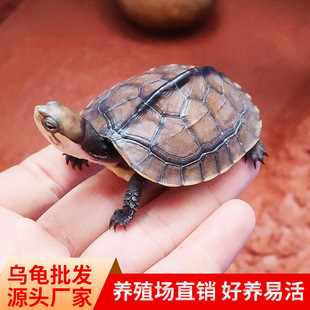 ���ڼ��Nʯ���X����ؔ���X���L���S�����^�p��ʯ��С�����������