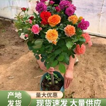 ����¼��󻨸ߗU�޽Ӱ������͘䘶���Զ༾�_���e��ͥԺ���㻨��