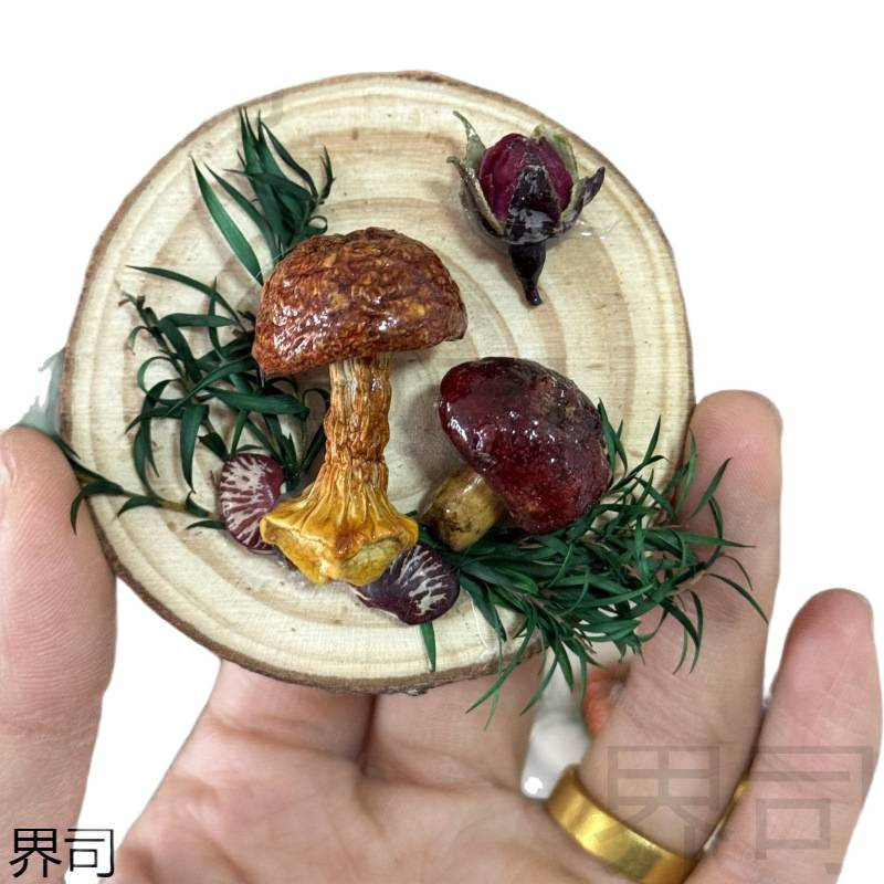 云南真蘑菇冰箱贴菌子真植物果实木头标本装饰手工创意工艺品|undefined