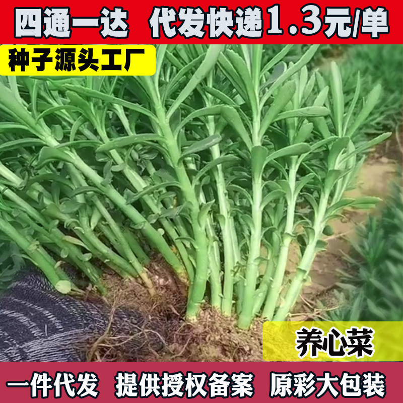 养心菜高钙救心菜种子可食用野菜四季播阳台盆栽特色保健蔬菜种籽