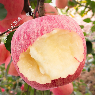 Grafted Apple Saplings, Red Fuji Rock Candy Heart Apple Saplings, Potted Dwarf Ground Saplings, North and South, Bear Fruit in the Same Year