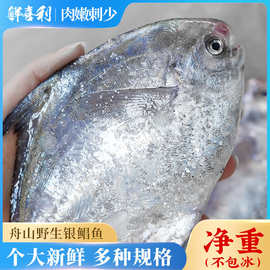 鲜喜利野生银鲳鱼新鲜冷冻特大舟山海鲜昌扁鱼鲜活速冻水产平鱼大