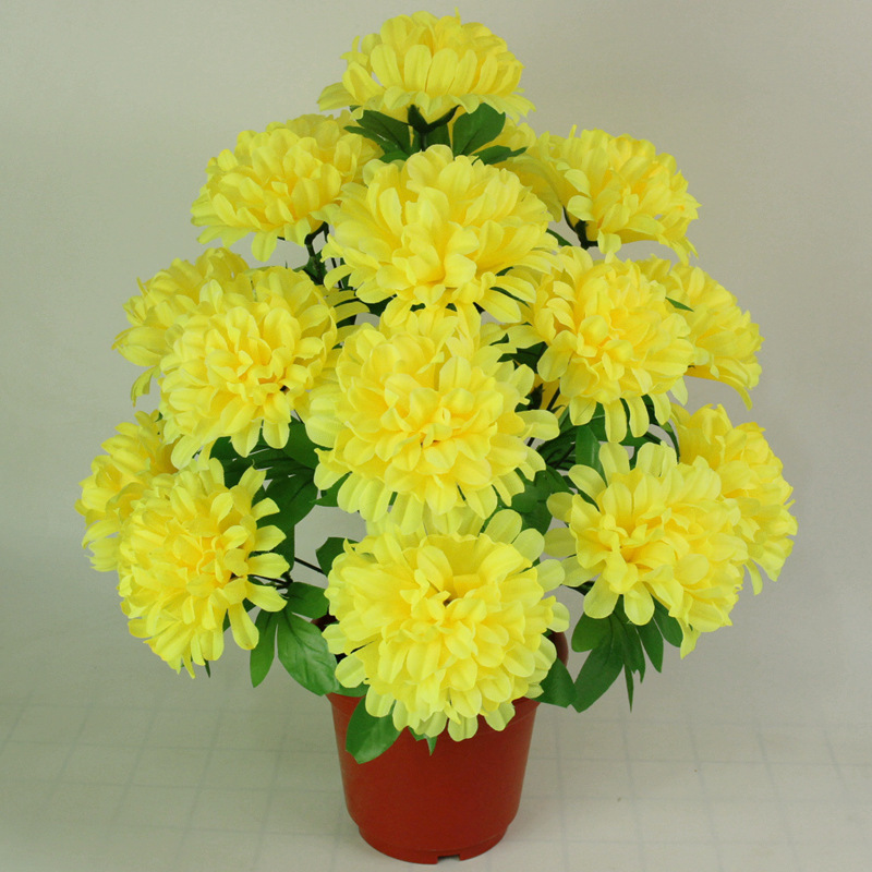 Jipan 18 chrysanthemums Qingming Flower Yellow Sacrifice Dali…