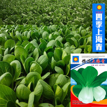 5月上海青种子小白菜小油菜小青菜四季蔬菜种子一级原种蔬菜种籽