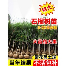 �ش�ʯ��������ͻ��˹ܛ�џo����ꖼtʯ��Ό���ͥԺ����������