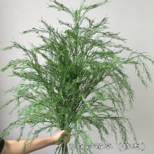 ¿JݏS Jػ ɭϵȻLYTGֲl